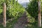 Vineyard in Mendoza Argentina