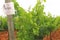 Vineyard of Merlot grapes
