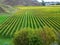 Vineyard at Mission Hill in Hawkes bay