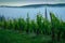 Vineyard mist, steeple and wind turbines