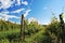 Vineyard in Monferrato, Piemonte, Italy