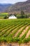 Vineyard,Montagu,South Africa