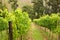 Vineyard, Montague, Route 62, South Africa,