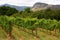 Vineyard, Montague, Route 62, South Africa,