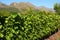 Vineyard, Montague, Route 62, South Africa
