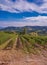 Vineyard in Montalcino, Italy