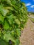 Vineyard in Montalcino, Italy