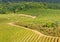 Vineyard - Monteriggioni