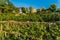 Vineyard of Montmartre paris city France