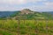 Vineyard with Motovun Hill Town, both a village & municipality of Celtic origin in central Istria, Croatia