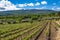 Vineyard of the mount Etna in Sicily, italy