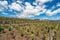 Vineyard of the mount Etna in Sicily, italy