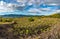 Vineyard of the mount Etna in Sicily, italy