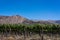 Vineyard and mountain