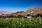 Vineyard and mountain