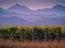 Vineyard with mountain background