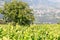 Vineyard with mountain panorama in Merano, South Tyrol