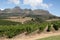 Vineyard and mountain in the Western Cape S Africa