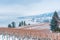 Vineyard and mountains covered in snow with lake in distance