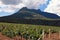 Vineyard and mountains, Crimea , Ukraine