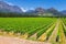 Vineyard and the mountains in Franschhoek in South Africa