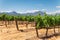 Vineyard and the mountains in Franschhoek, South Africa