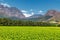 Vineyard and the mountains in Franschhoek town