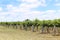 Vineyard in Mudgee, Australia