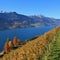 Vineyard and multi colored trees at lake Walensee, Switzerland.