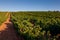 Vineyard in Najera