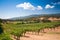 Vineyard in Napa, California