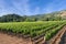 Vineyard in Napa, California