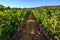 Vineyard Napa Valley