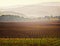 Vineyard, Napa Valley Wine Country, California