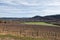 Vineyard near the Abbey of San Galgano and the Hermitage of Mont