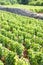 vineyard near Brochon, Cote de Nuits, Burgundy, France