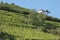 Vineyard near the city of Ribeauville in Alsace France.