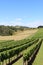 Vineyard near Drouin and Warragul in Victoria Australia