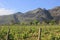 Vineyard near Franschhoek South Africa