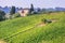 Vineyard near Montalcino