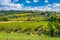 Vineyard near Montalcino in Tuscany