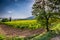 Vineyard near Montalcino in Tuscany