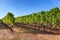 Vineyard near Montalcino, Tuscany, Italy