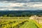 Vineyard near Montalcino in Val d`Orcia, Tuscany, Italy.