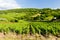 vineyard near Pouilly-Fuisse, Burgundy, France