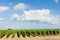 vineyard near Pouilly-Fuisse, Burgundy, France