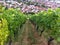 Vineyard near Stuttgart Germany right near the urban area