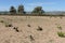 Vineyard near town of Torrevieja.