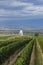 Vineyard near Velke Bilovice, Southern Moravia, Czech Republic