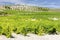 Vineyard near Villabanez